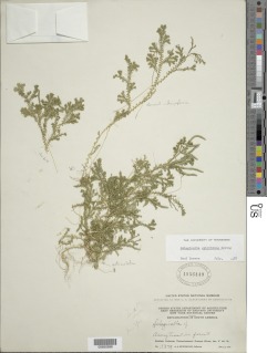 Selaginella epirrhizos image