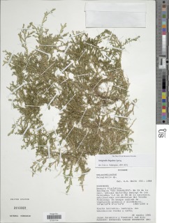 Selaginella lingulata image