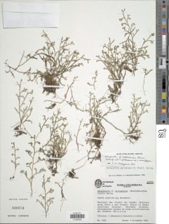 Selaginella cabrerensis image