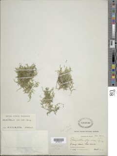 Selaginella tenella image