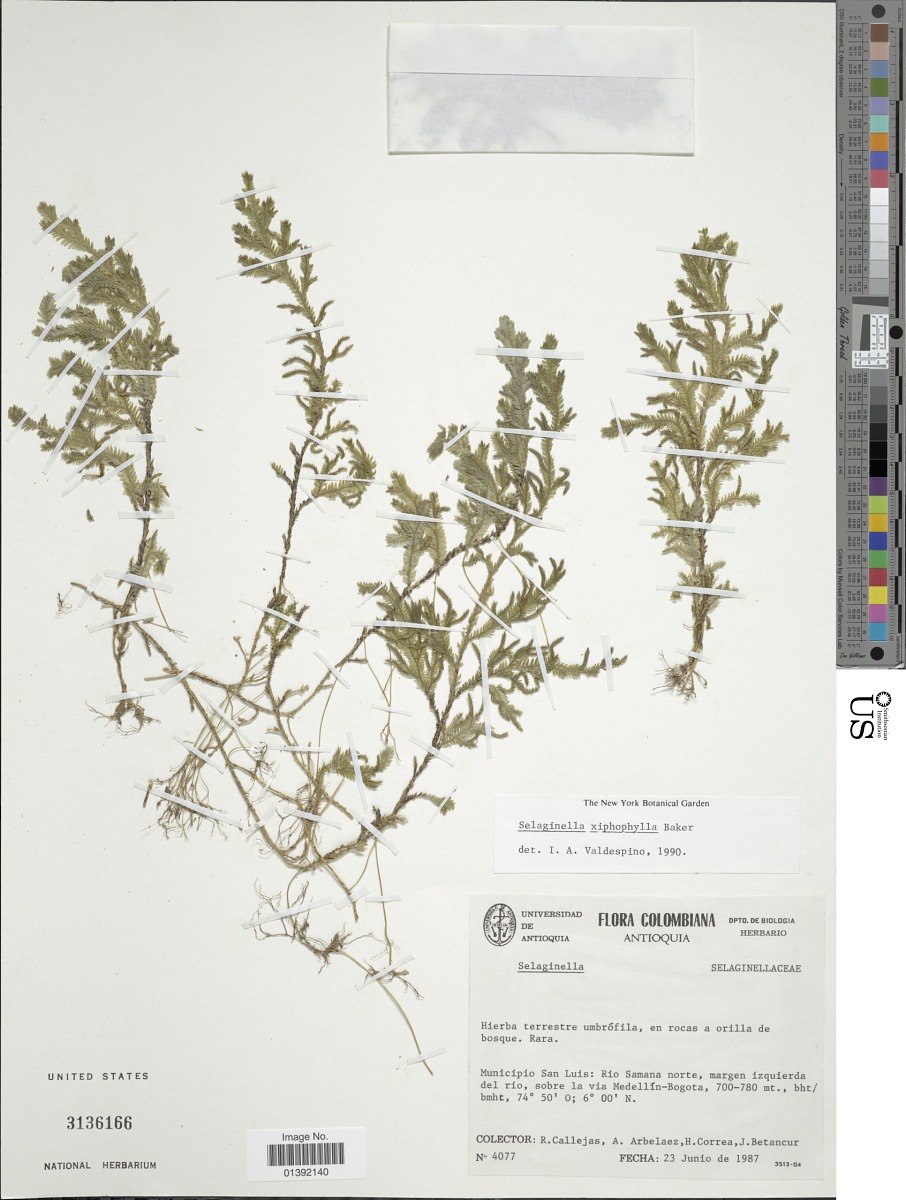 Selaginella xiphophylla image