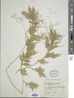 Selaginella plana image
