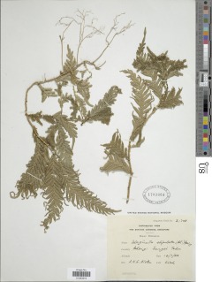 Selaginella stipulata image