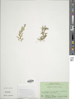 Selaginella alutacea image
