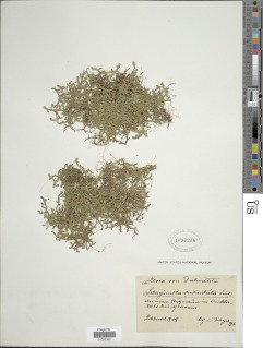 Selaginella denticulata image