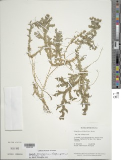 Selaginella porelloides image