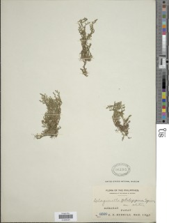 Selaginella philippina image