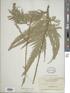 Selaginella latifrons image