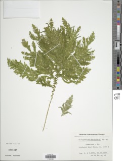 Selaginella versicolor image