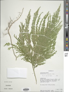 Selaginella longipinna image