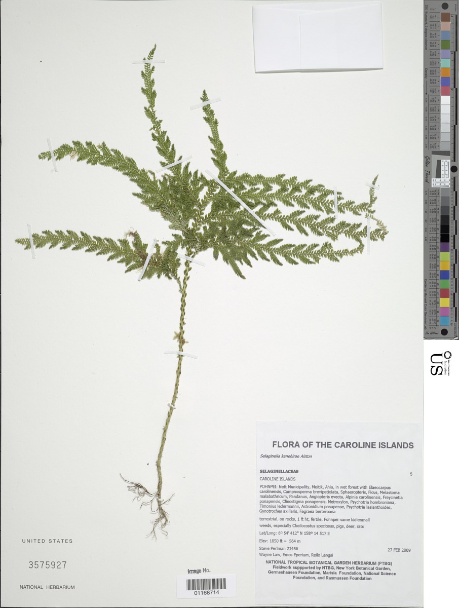 Selaginella kanehirae image