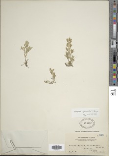 Selaginella ciliaris image