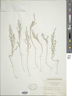 Selaginella uliginosa image