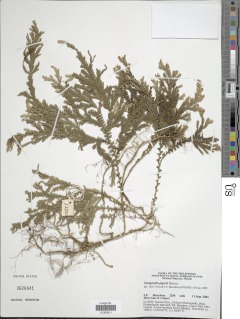 Selaginella jagorii image