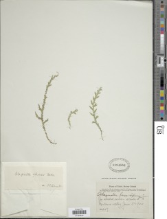 Selaginella laxa image