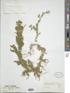 Selaginella brooksii image