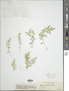 Selaginella goudotiana var. abyssinica image