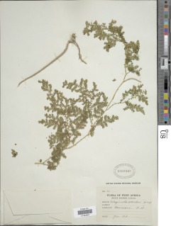 Selaginella myosurus image