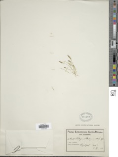 Selaginella pygmaea image