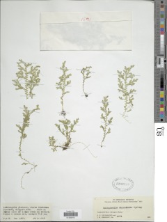 Selaginella goudotiana image