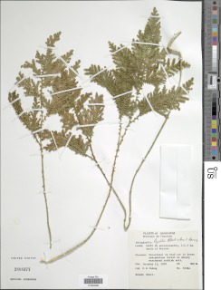Selaginella lyallii image