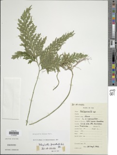Selaginella distans image