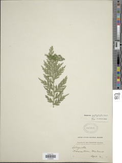 Selaginella gastrophylla image