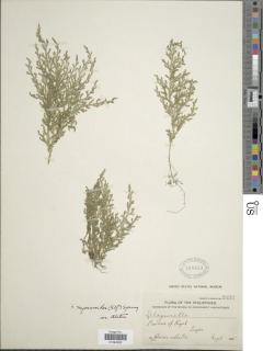 Selaginella myosuroides image