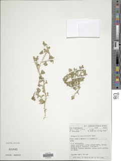 Selaginella australiensis image