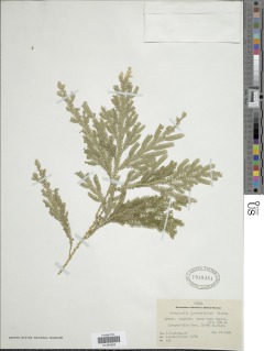 Selaginella hochreutineri image
