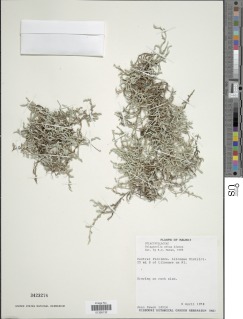 Selaginella nivea image
