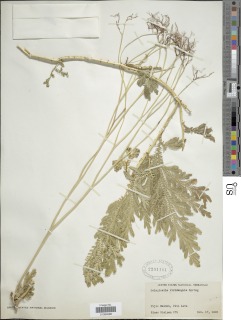 Selaginella viridangula image