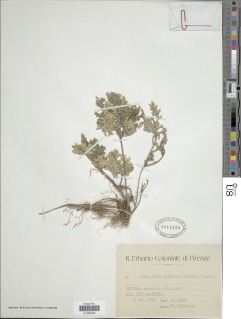 Selaginella imbricata image