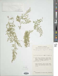 Selaginella goudotiana image