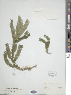 Selaginella alopecuroides image