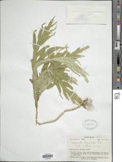 Selaginella breynioides image