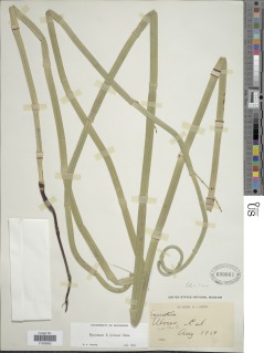 Equisetum x ferrissii image