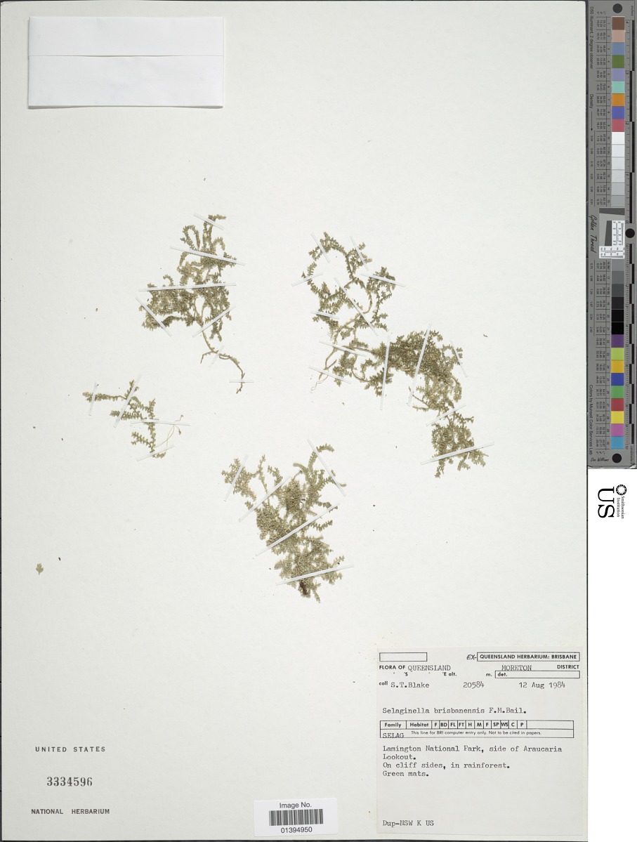 Selaginella brisbanensis image
