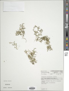 Image of Selaginella brisbanensis