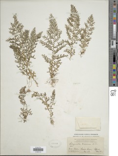 Selaginella tenerrima image
