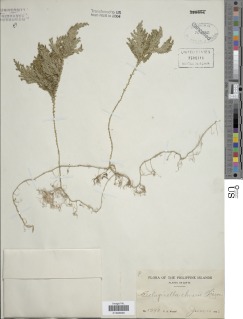 Selaginella elmeri image