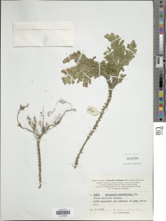 Selaginella hordeiformis image