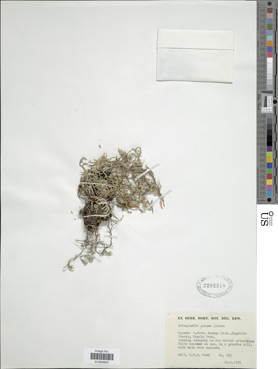 Selaginella grisea image