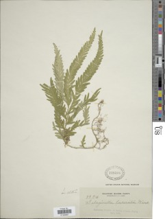 Selaginella lacerata image