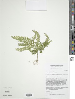 Selaginella kanehirae image