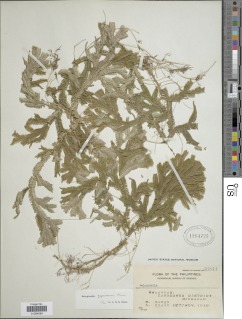 Selaginella negrosensis image