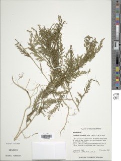 Selaginella gastrophylla image