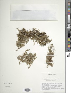 Selaginella caffrorum image
