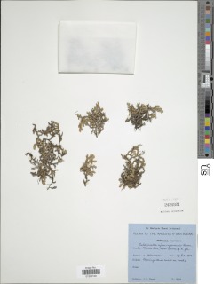 Selaginella njamnjamensis image