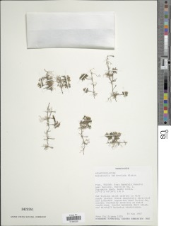Image of Selaginella helicoclada